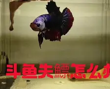 开云app下载-?4+J镪&amp;.#%鳔磃f	C?V帻禂憋玶r20^}磪僜?X茵L%